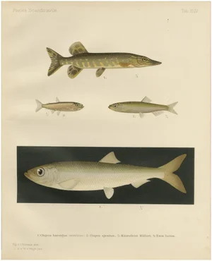 Herring, Sprat, Müller's Pearlside and Pike, 1895, Lithograph on Paper