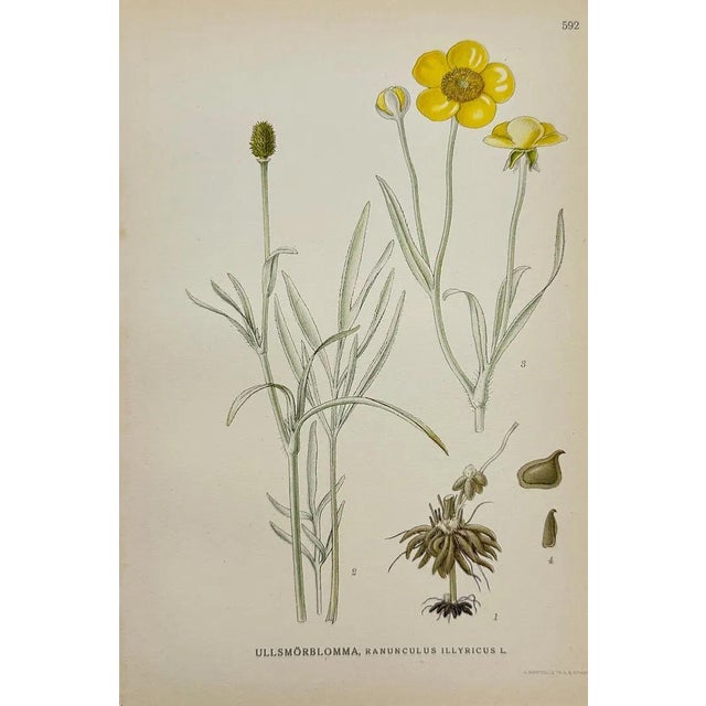 Carl Lindman Botanical Prints – Buttercups, Dock, Brookweed & Alpine (1922), Set of 8 For Sale - Image 4 of 9