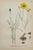 Carl Lindman Botanical Prints – Buttercups, Dock, Brookweed & Alpine (1922), Set of 8 For Sale - Image 4 of 9