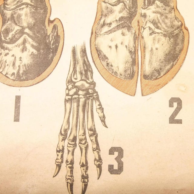 Vintage Educational Butchering Chart | Chairish