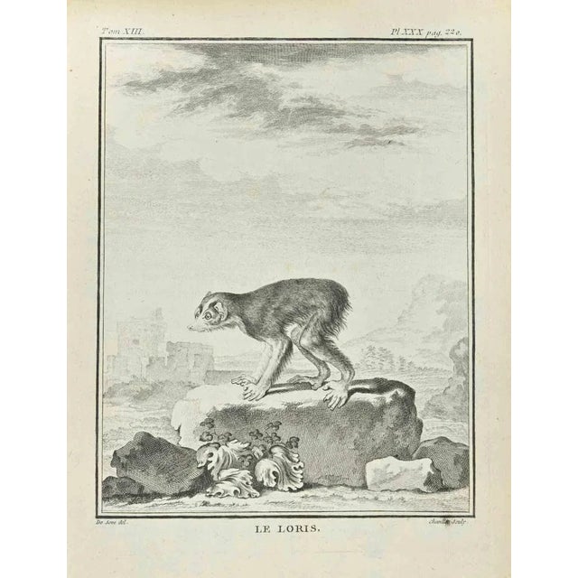The Loris is an etching made by Juste Chevillet in 1771. The artwork Belongs to the suite "Natural, general and particular...