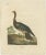 Goldfuss, Horned Screamer, 1824, Paper For Sale - Image 5 of 5