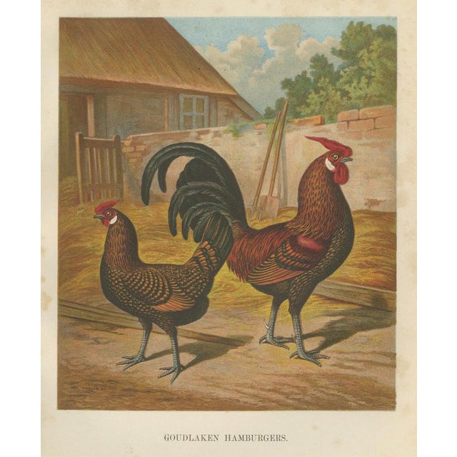 Foerster, The Golden Spangled Hamburg Chicken, Lithograph, 1888 For Sale - Image 6 of 10