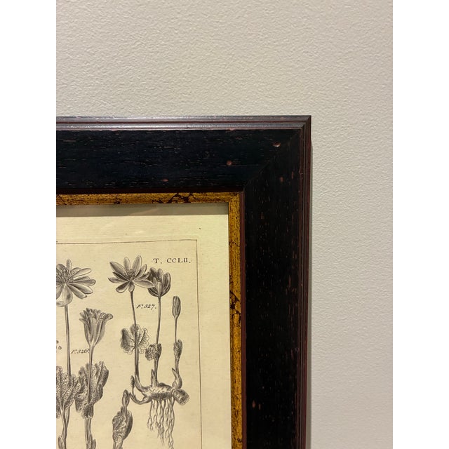 Vintage Sanguinaria Bloodroot Botanical Illustration Print in Black & Gold Frame For Sale - Image 4 of 5