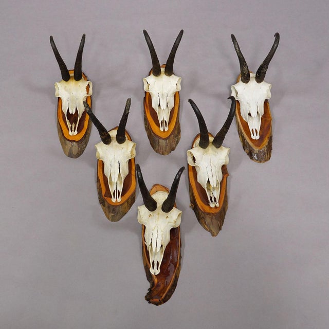 Vintage Set of Six Chamois Trophies on Wooden Plaques, Germany Ca. 1970s For Sale - Image 4 of 7