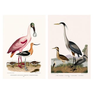 Great Heron & Roseate Spoonbill Diptych, Vintage Art Print Reproduction, 16" X 24" For Sale