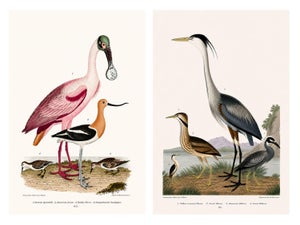 Great Heron & Roseate Spoonbill Diptych, Vintage Art Print Reproduction, 16" X 24"