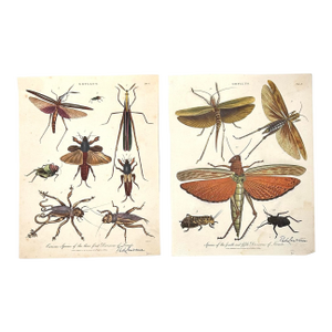 1806 Hand-Colored Entomology Engravings by J. Wilkes – Set of 2