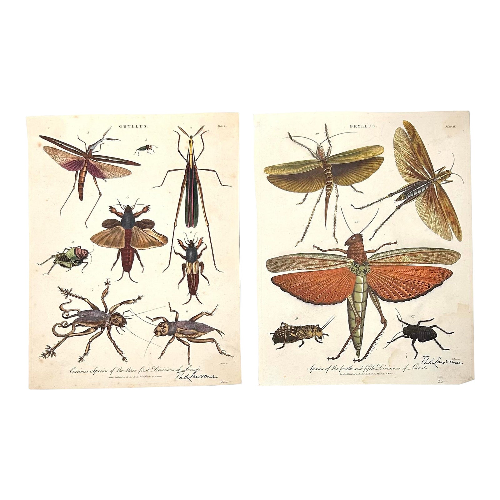 Early 19th Century Antique Insect Color Engravings Entomology- Set of 2 ...