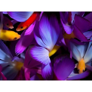 "Color Jungle" Original Fish Still Life Photograph by Michael Filonow For Sale