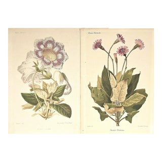 1883 Set of 2 Antique French Botanical Lithographs-Revue Horticole For Sale