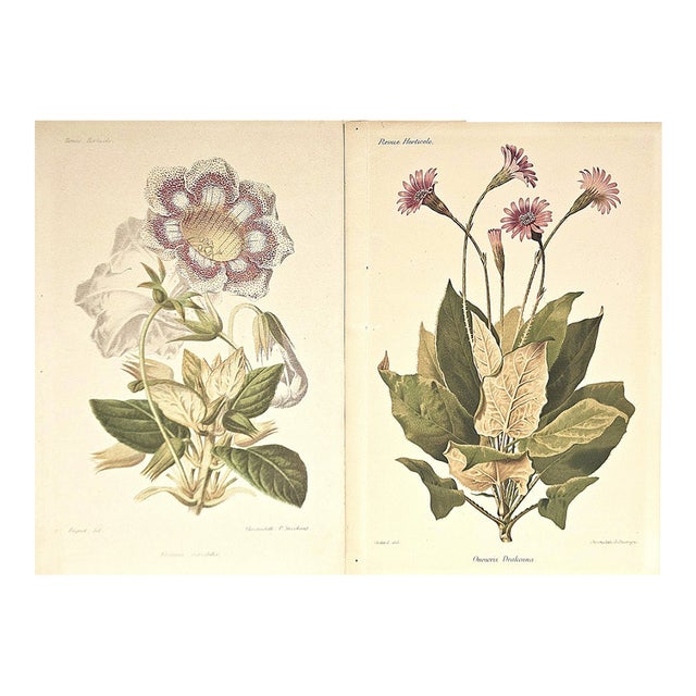 1883 Set of 2 Antique French Botanical Lithographs-Revue Horticole For Sale