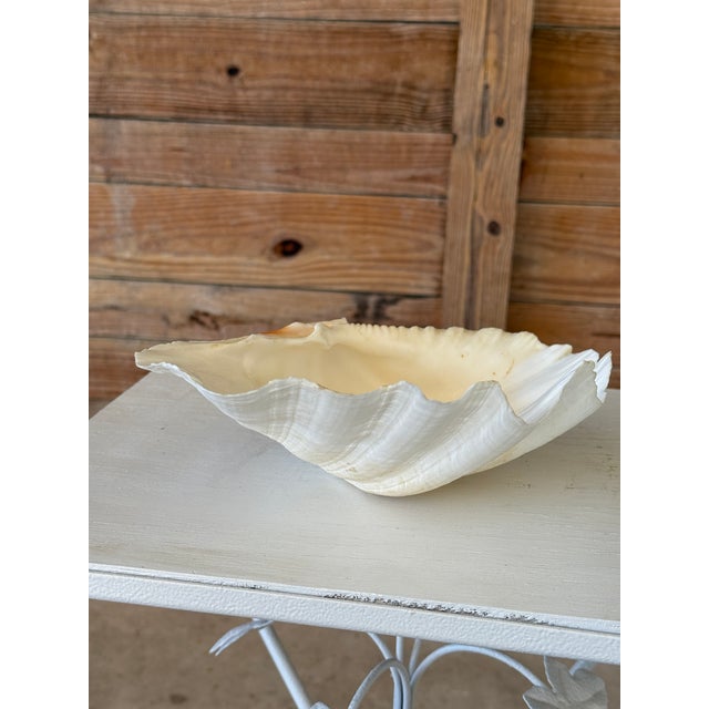 Shell Organic Modern Coastal Clam Shell Vessel For Sale - Image 7 of 11