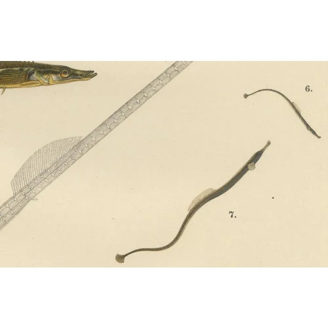 Sticklebacks and Pipefish, 1895, Print For Sale - Image 3 of 10