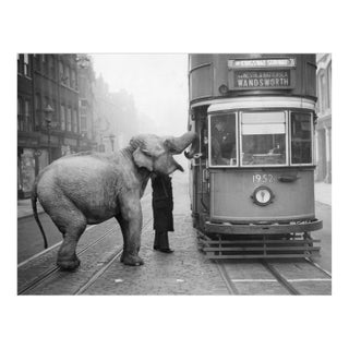 Hungry Elephant, 1936, Silver Gelatin Fibre Print, 1960 For Sale