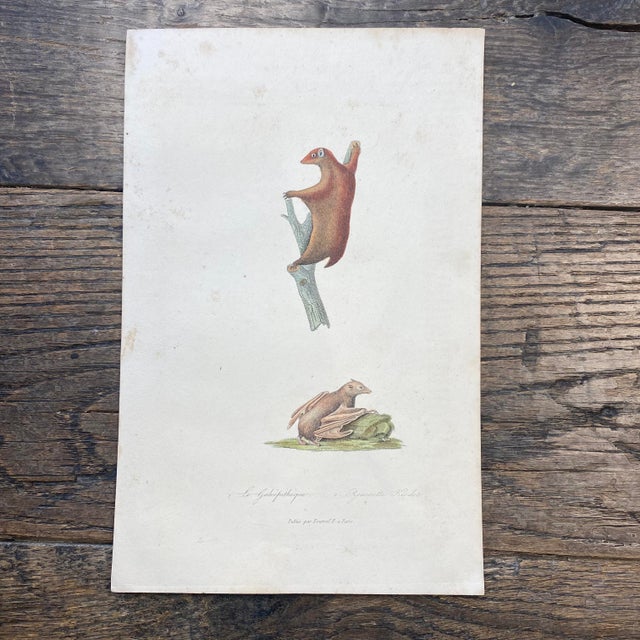 Super high quality in this lovely historical French 18th Century le galeophitheque "the galeopithecus" engraving! Bought...