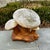 Cast Stone Mushroom Toadstool Garden Sculpture With Frog For Sale - Image 4 of 12