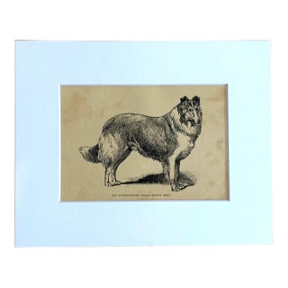 Antique 1890s Dog Print in 8 x 10 Mat: "The Rough Coated Collie Sefton Hero" For Sale