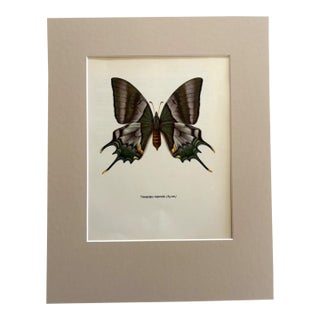 Vintage 1965 Butterfly Print in 11x14 Mat: Teinopalpus Imperialis/Kaiser-I-Hind For Sale