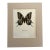 Vintage 1965 Butterfly Print in 11x14 Mat: Teinopalpus Imperialis/Kaiser-I-Hind For Sale