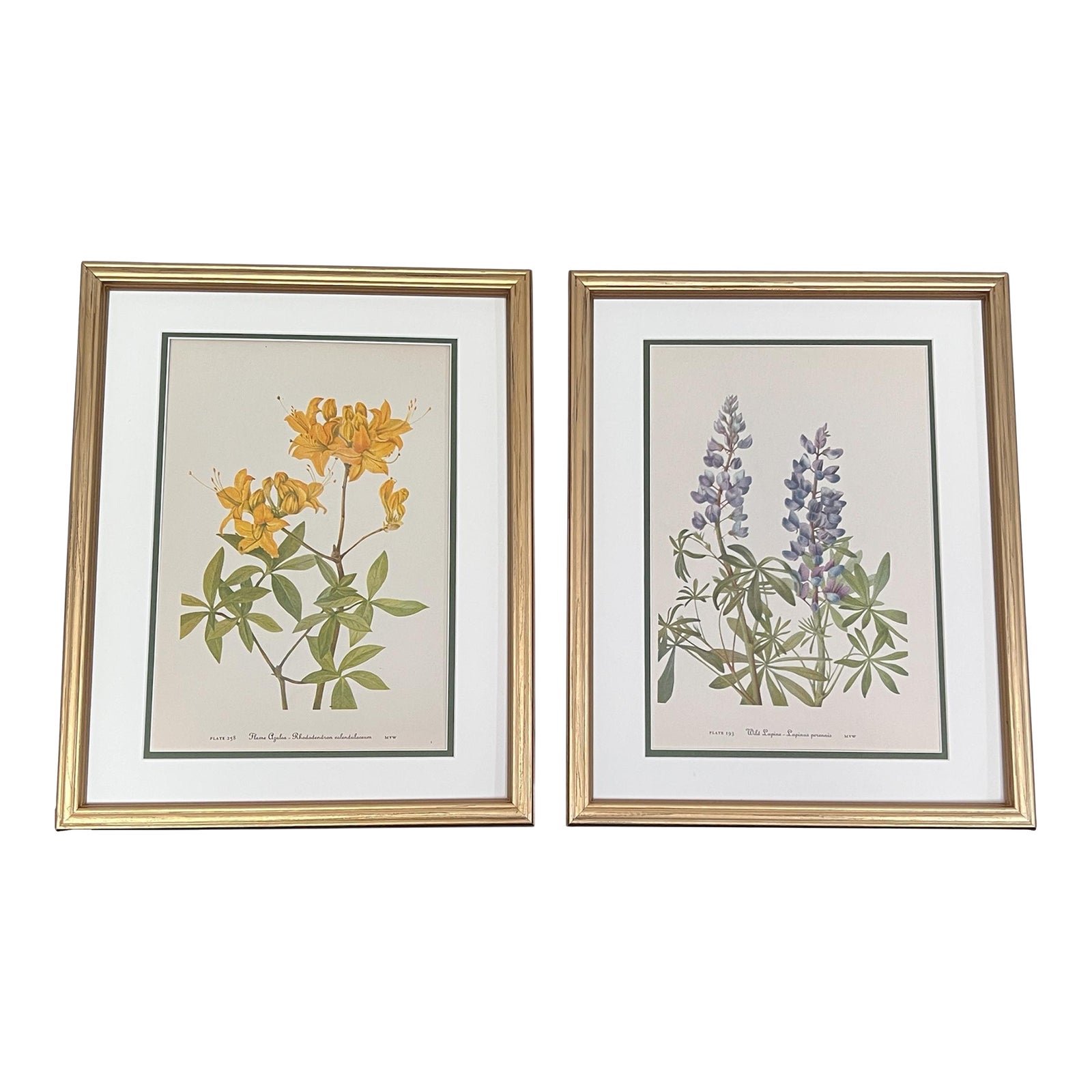 Vintage Botanicals Authentic Prints 1953 - Set of 2 | Chairish