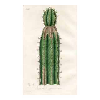 1836, Mound Cactus Botanical Print, Medical Botany, Original Antique Botanical Engraving, England For Sale