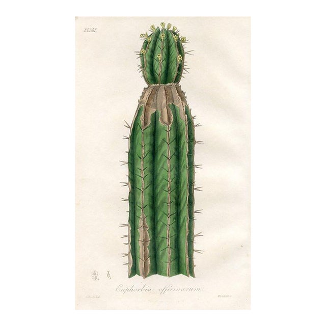 1836, Mound Cactus Botanical Print, Medical Botany, Original Antique Botanical Engraving, England For Sale