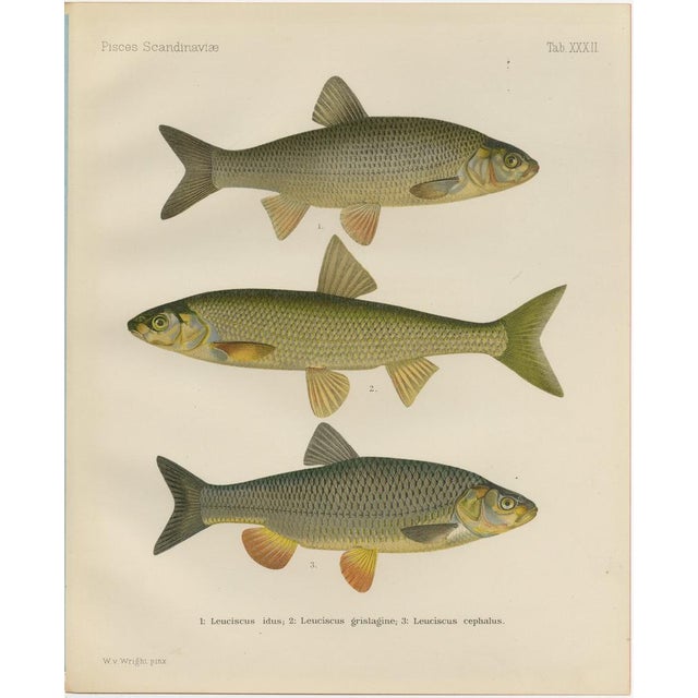 Wilhelm von Wright and C. Erdmann, Dace and Chub, 1895, Lithograph on Paper For Sale - Image 10 of 10