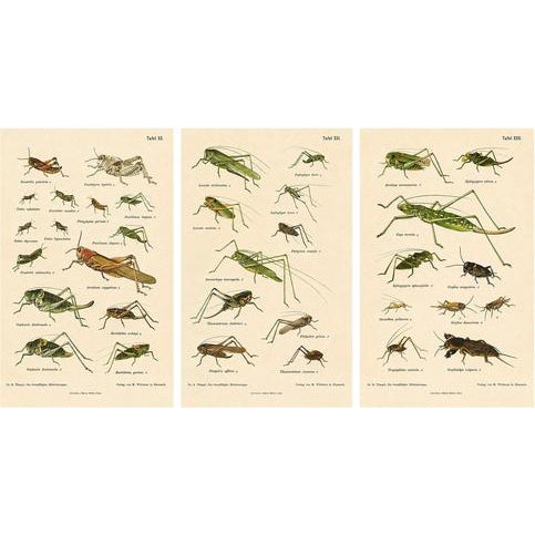 Monumental Orthoptera of Central Europe, 1908, Lithograph, Set of 3 For Sale
