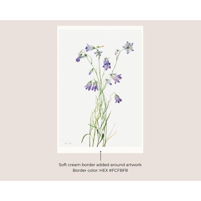 Not Yet Made - Made To Order Harebell, Vintage Botanical Art Print Reproduction by Mary Vaux Walcott, 20″ × 30″ For Sale - Image 5 of 10