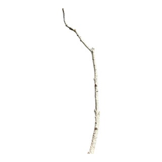 Birchwood Branch Piece for Decoration, Style E For Sale