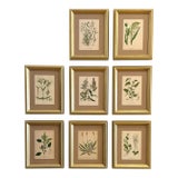 A Suite of Eight English Botanical Engravings, Late 19th Century For Sale