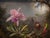 1871 Vintage Hummingbird and Orchid Tropical Art Print by Martin Johnson Heade - 48" X 36" For Sale