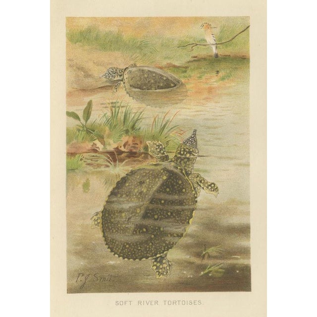 P. J. Smit, Soft River Tortoises, 1895, Lithograph For Sale - Image 3 of 9