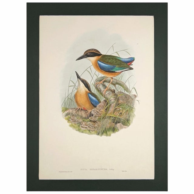 19th Century Rare Gould Pattern Pair | Hand-Colored Pitta Lithographs From John Gould’s Birds of Asia - Set of 2 For Sale In Columbus - Image 6 of 13