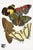 Art Deco Butterflies by E. A. Séguy, Vintage Art Print Reproduction, 32" X 48" For Sale