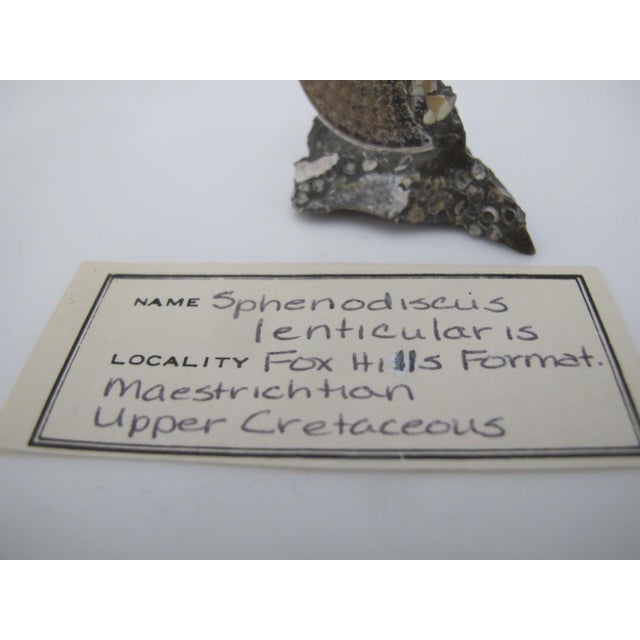 Genuine Nautilus Fossil Shell Ammonite South Dakota Fox Hills Formation Scaphite For Sale - Image 10 of 10