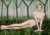 Katerina Belkina, For Rousseau, 2006, Archival Pigment Print For Sale - Image 4 of 4