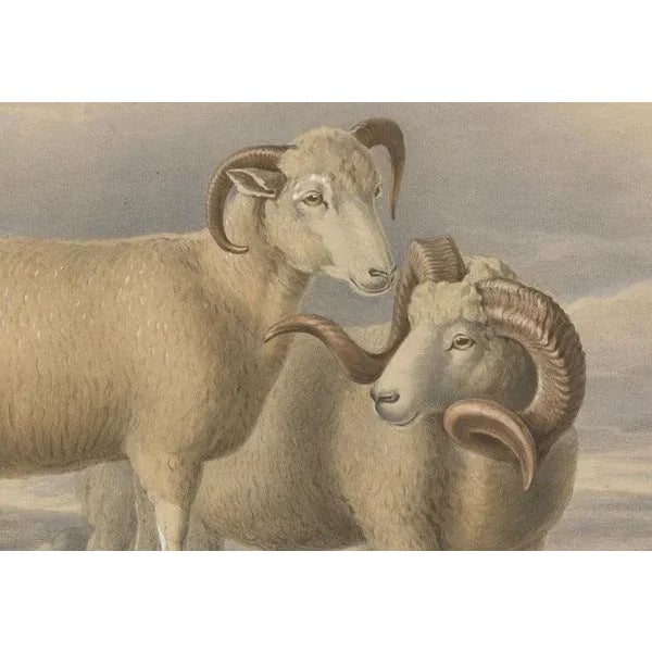 Fairland after W. Nicholson, Ram and Ewe of the Dorset Breed, 1841, Lithograph For Sale - Image 4 of 6