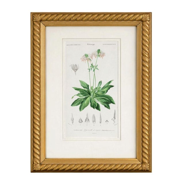 Antique French Botanical Engravings, Set of 3 – 1840s Hand-Colored Prints in Gilt Rope Frames For Sale - Image 4 of 17