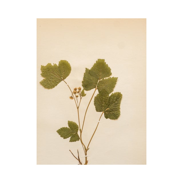 Antique Swedish Herbarium - Stone Bramble, Circa 1911 For Sale - Image 4 of 6