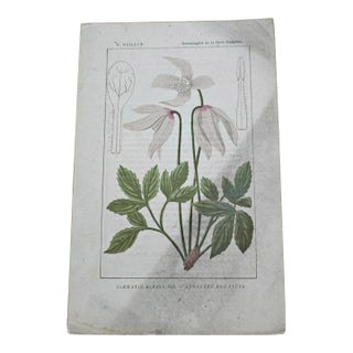 Antique French Botanical Lithograph - Clematis alpina by Henri Ernest Baillon For Sale