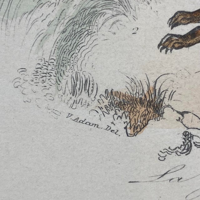 French Antique 18th Century "La Genette" Animal Engraving Hand Colored Signed Artwork For Sale - Image 11 of 12