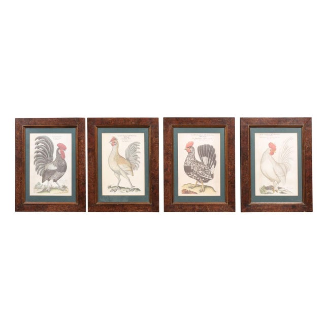 A set of four German Cockerel prints from circa 1900 with burr walnut Mid Century frames. Immerse yourself in the rustic...