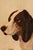 Théodore Lévigne, Portraits with Hunting Dogs, 19th Century, Oil Painting on Canvas, Framed For Sale - Image 3 of 9
