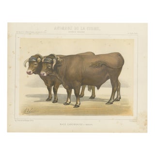 Borie, Garonnais Oxen, French Cattle Breed, 1863, Chromolithograph For Sale
