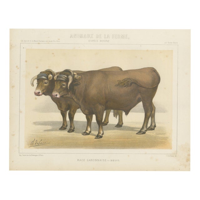 Borie, Garonnais Oxen, French Cattle Breed, 1863, Chromolithograph For Sale