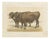 Borie, Garonnais Oxen, French Cattle Breed, 1863, Chromolithograph For Sale