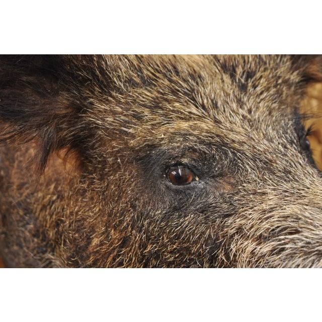Early 20th Century Vintage Wild Boar Head Taxidermy Hog Pig Head Wall Mount Log Cabin Decor For Sale - Image 5 of 18