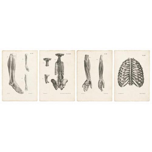 Gold Jules Cloquet, French Anatomical Lithographs, 1821, Lithograph, Set of 4 For Sale - Image 8 of 9